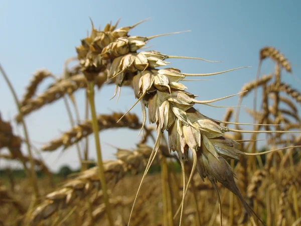 Ear of wheat close-up. — Stock Photo, Image