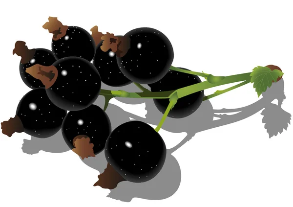 Beyaz arka planda Siyah frenk üzümü.