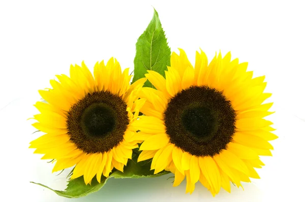 stock image Two sunflowers