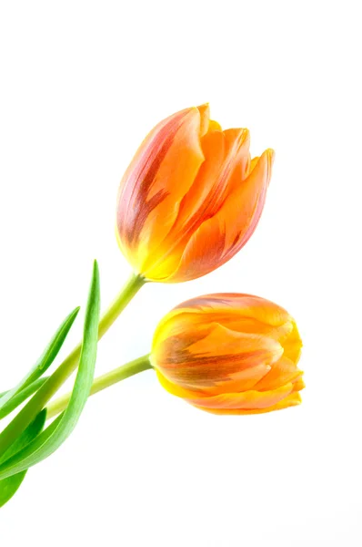 Dwa pomarańczowe tulipany — Zdjęcie stockowe