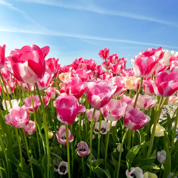 Fält av rosa tulpaner Stockbild