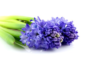 Two blue hyacinth clipart