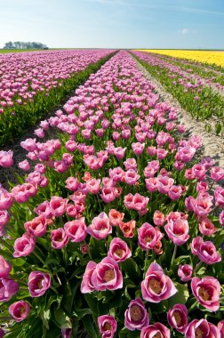 Field of colored tulips