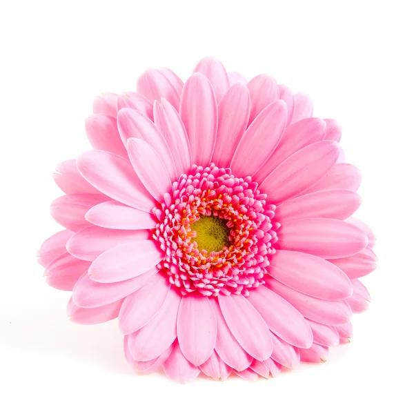 Single pink gerber — Stock Photo, Image