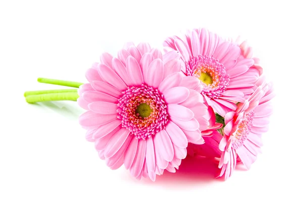 Bouquet pink gerber — Stock Photo, Image