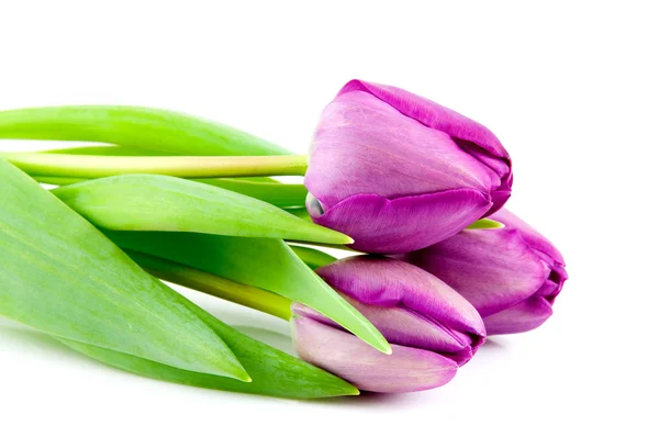 Tiga tulip ungu — Stok Foto