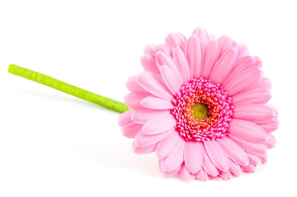 Single pink gerber — Stock Photo, Image