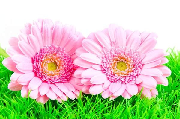 Two pink gerber on green grass — Stock Photo, Image
