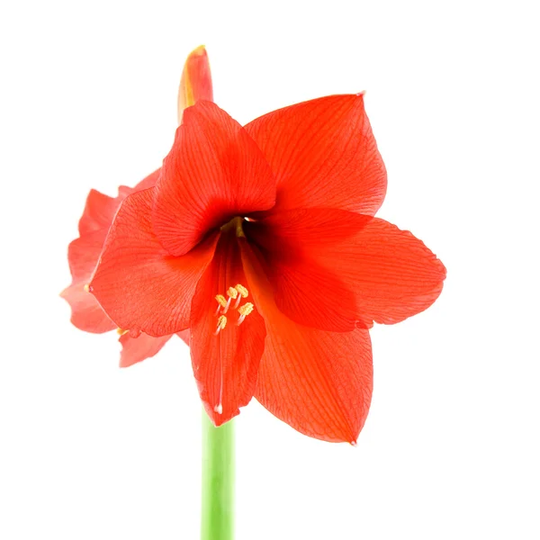Röd amaryllis — Stockfoto