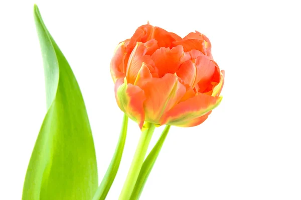 Pojedynczy pomarańczowy tulipan — Zdjęcie stockowe