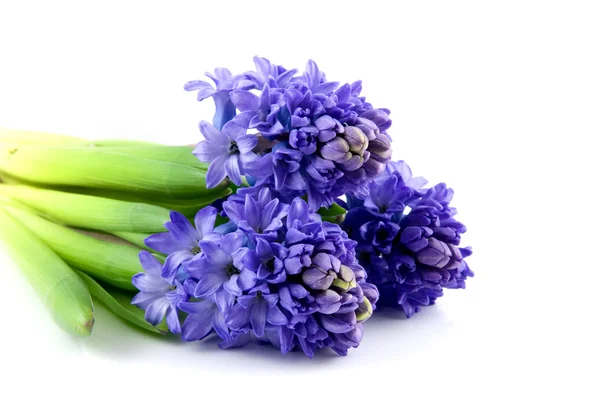Bukett blå hyacint — Stockfoto