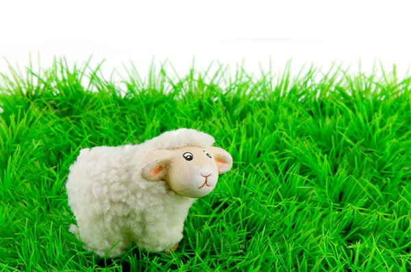 Uma ovelha na grama verde — Fotografia de Stock