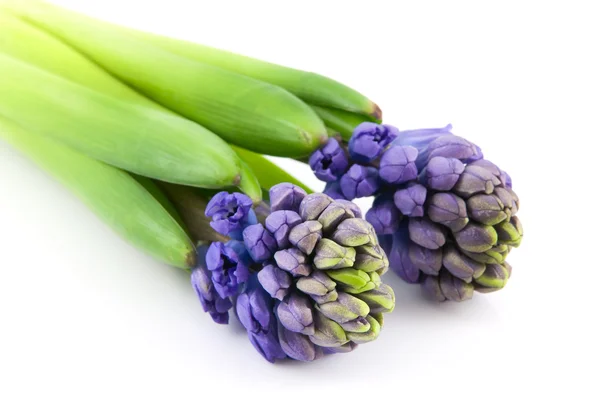 Två hyacint — Stockfoto
