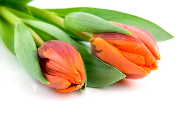 Dos tulipanes naranjas — Foto de Stock