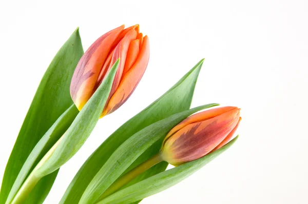 Dwa pomarańczowe tulipany — Zdjęcie stockowe