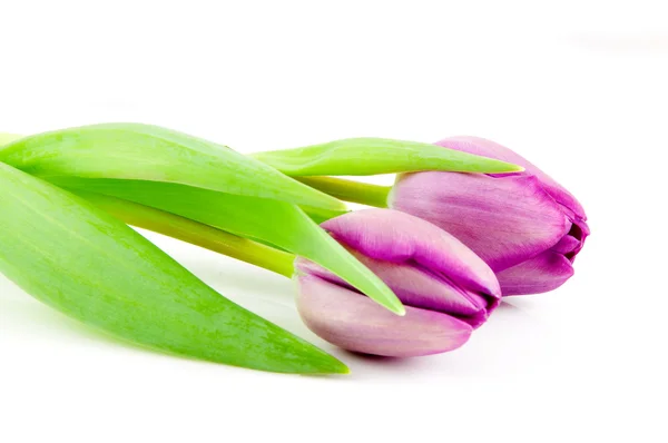 Dos tulipanes morados Imágenes de stock libres de derechos