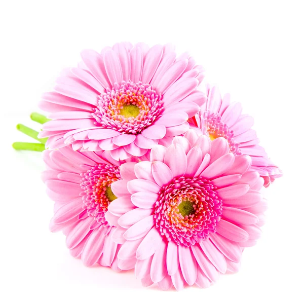 粉红色的花束格柏 图库图片