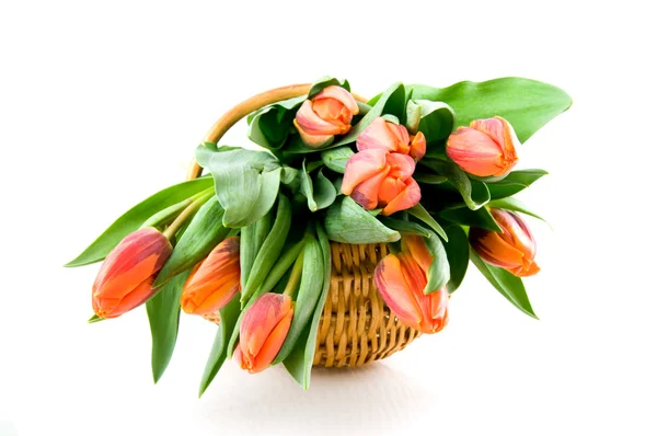 Wooden basket with orange tulips — Stock Photo, Image