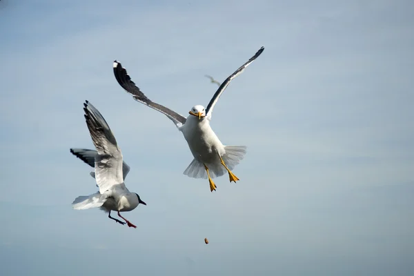 stock image Seagull