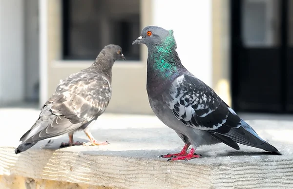 stock image A couple of pigeons