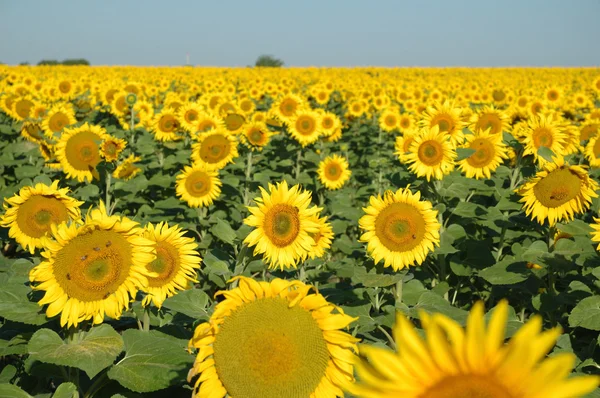 stock image Sunflower field