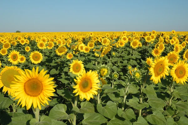 stock image Sunflower field