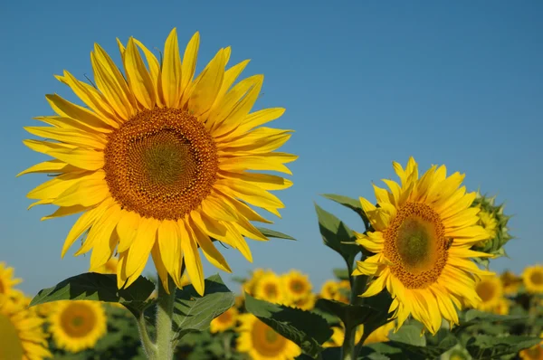 stock image Sunflower field