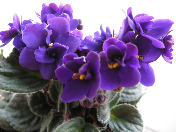 stock image Violets