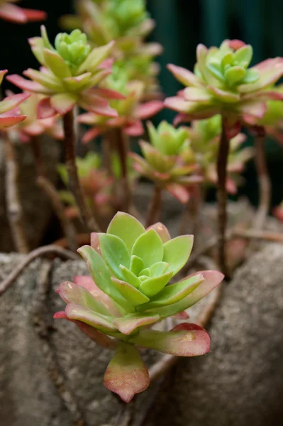Echeveria plante — Photo