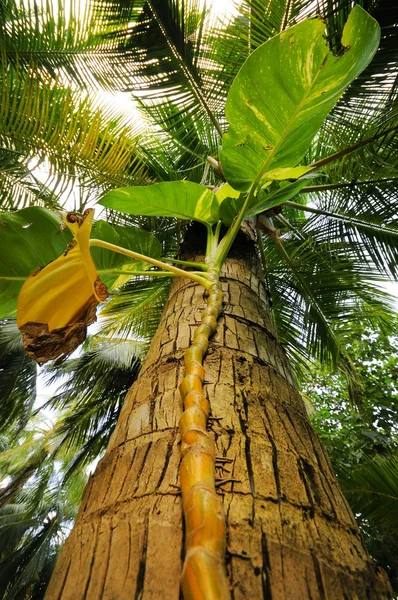 stock image Palm