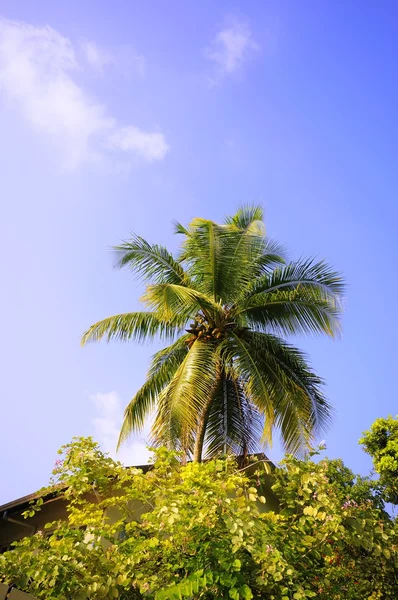 棕榈 — 图库照片