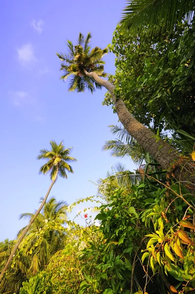 stock image Tropical forest