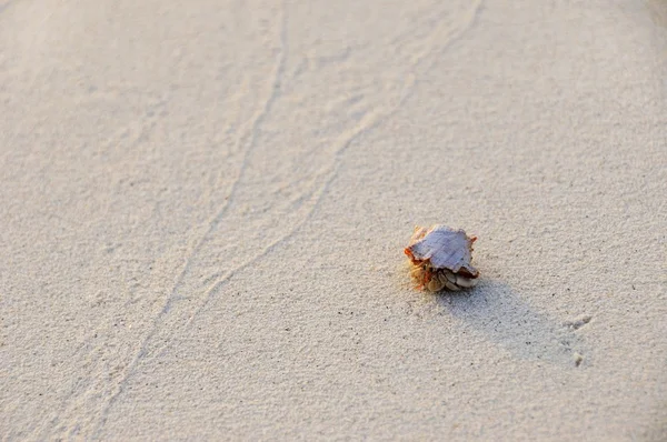 stock image Soldier crab