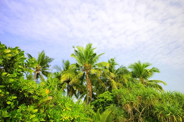 Palm med blå himmel baggrund - Stock-foto