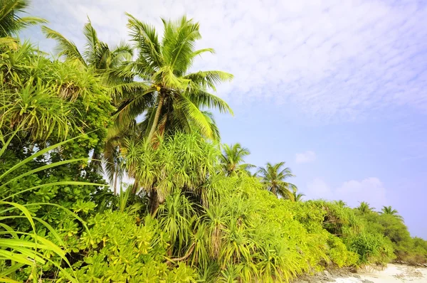 Palme mit blauem Himmel Hintergrund — Stockfoto
