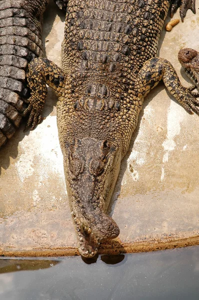 stock image Crocodile