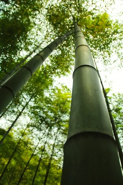 stock image Bamboo