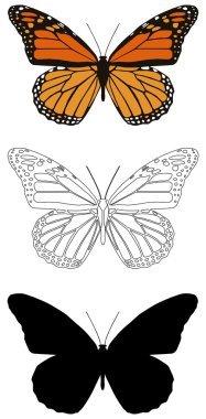 Butterfly clipart