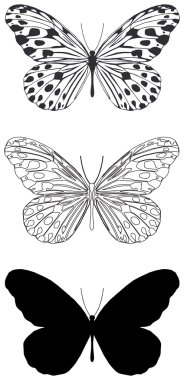 Butterfly clipart