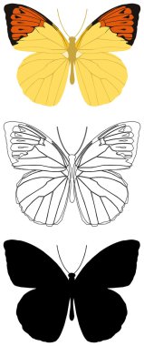 Butterfly clipart