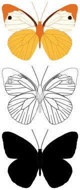 Butterfly clipart