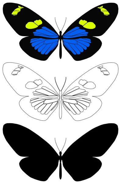 Mariposa. — Vector de stock