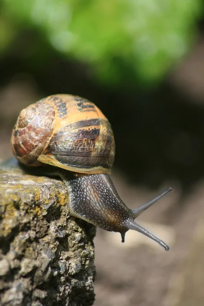 Snail on a mission — Stock Photo, Image