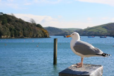 Salcombe Bay clipart