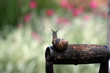 Garden Snail clipart