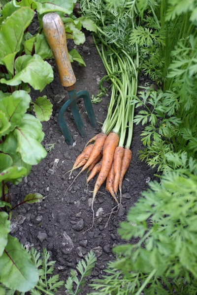 Первый урожай моркови — стоковое фото