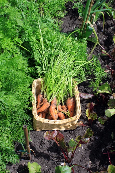 Vendemmia di carote — Foto Stock