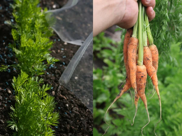 Cultivo de zanahorias —  Fotos de Stock