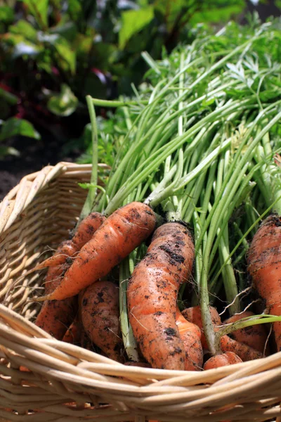 Fresh Carrots Stock Picture
