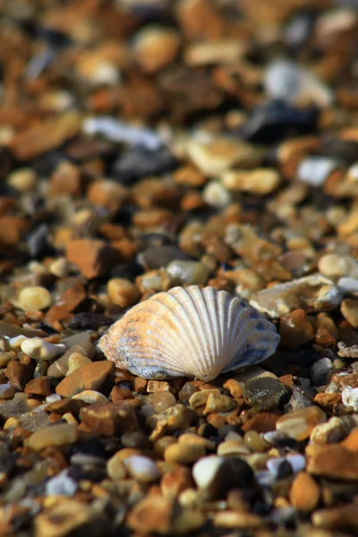 Shell on Beach — Stock Photo, Image